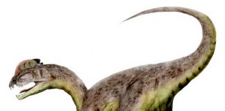 Dilophosaurus by Nobu Tamura