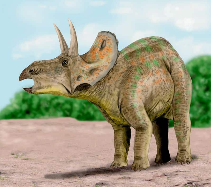 Triceratops by Nobu Tamura