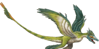 Microraptor by Robert Squier
