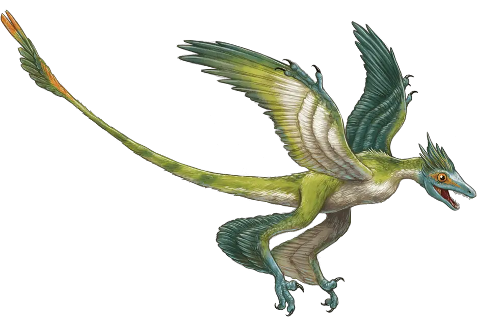 Microraptor by Robert Squier