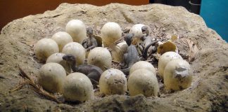 Dinosaur Eggs