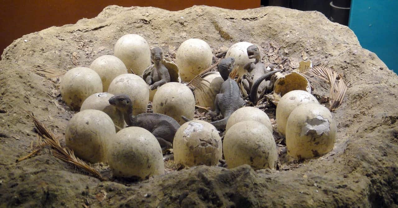 Dinosaur Eggs Dinosaur Eggs
