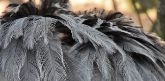 Feathered Dinosaurs