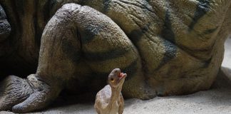 What is a Dinosaur