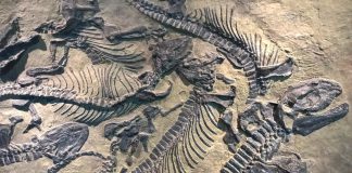 Dinosaur Fossils