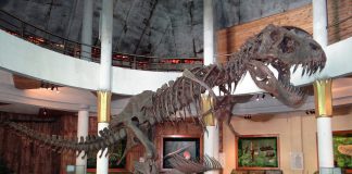Dinosaur Bones