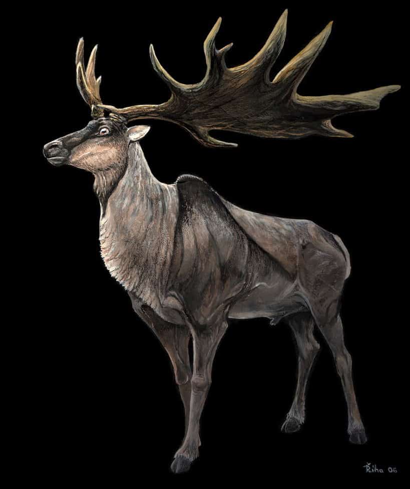 Megaloceros by Pavel