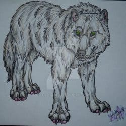 1017_dire wolf_canis-simensis
