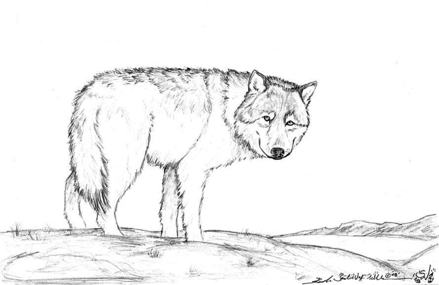 Dire Wolf by Spirit Wolf