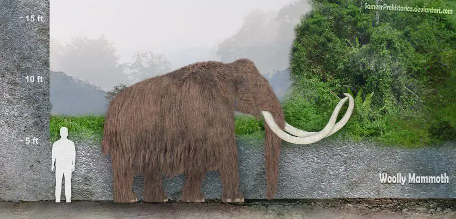 Mammuthus (Woolly Mammoth) by SameerPrehistorica