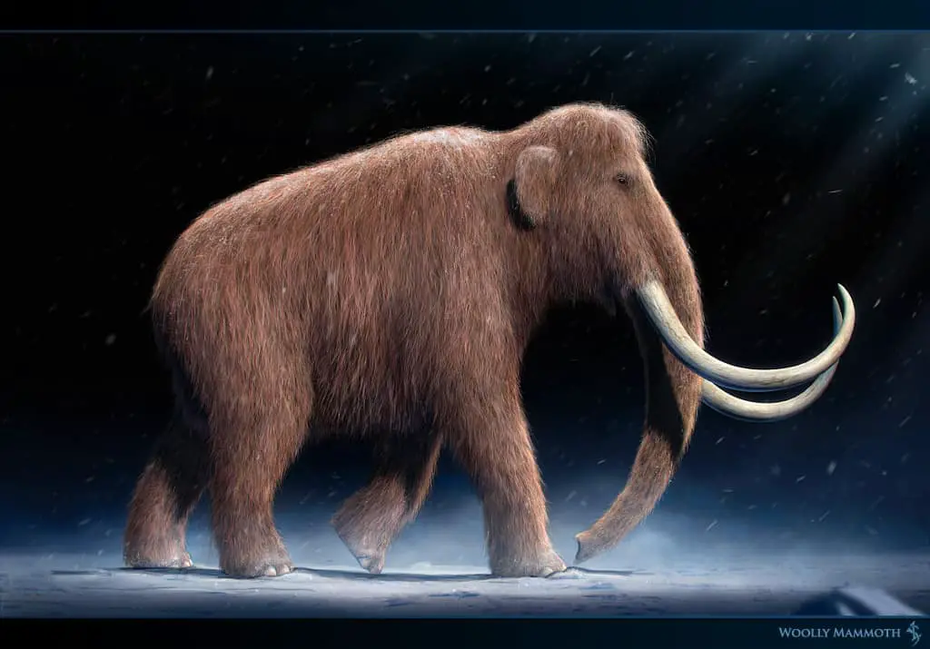 Mammuthus (Woolly Mammoth) by Vlad Konstantinov