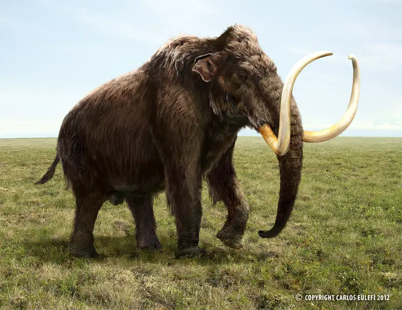 Mammuthus (Woolly Mammoth) by Kaek Starkiller