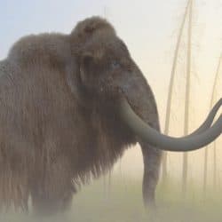 1058_mammuthus (woolly mammoth)_philip