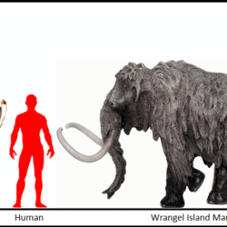 1059_mammuthus (woolly mammoth)_homero