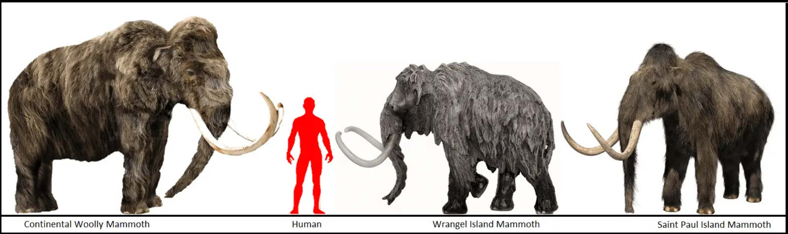 Mammuthus (Woolly Mammoth) by Homero