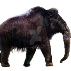 1060_mammuthus (woolly mammoth)_daniel_reed