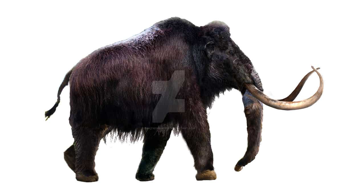 Mammuthus (Woolly Mammoth) by Daniel Reed