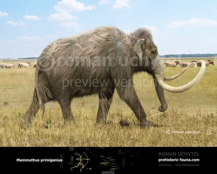 Mammuthus (Woolly Mammoth) by Roman Uchytel