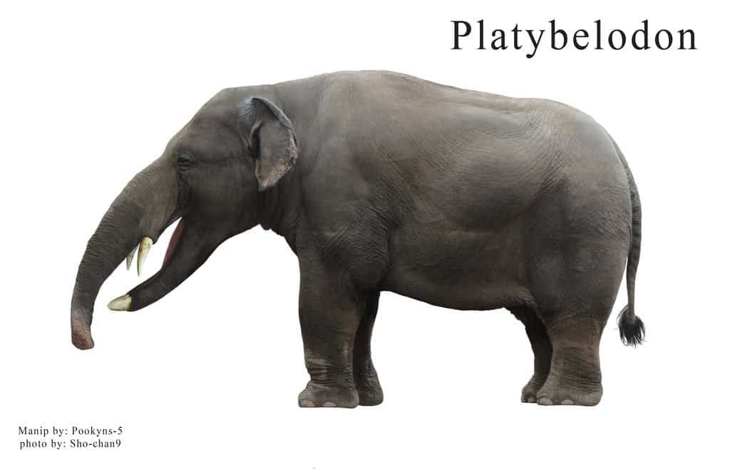 Platybelodon by pookyhorse