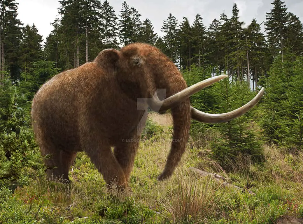 Mammut (Mastodon) - Facts and Pictures