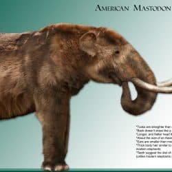 1086_mammut (mastodon)_daniel_reed