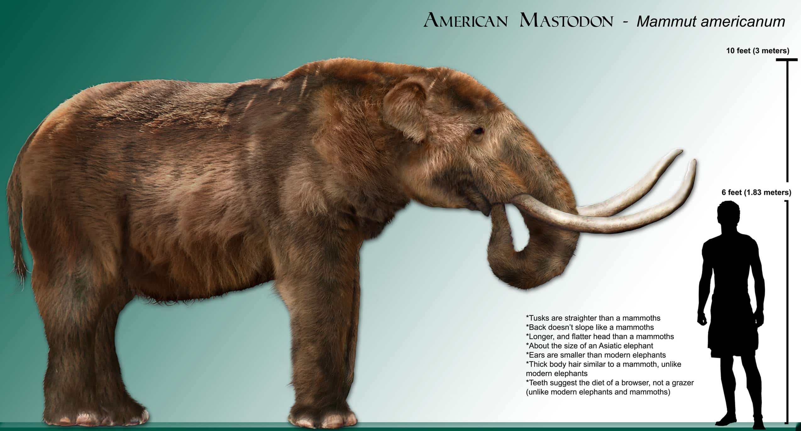 Mammut (Mastodon) by Daniel Reed