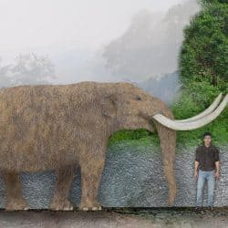 1087_mammut (mastodon)_sameerprehistorica