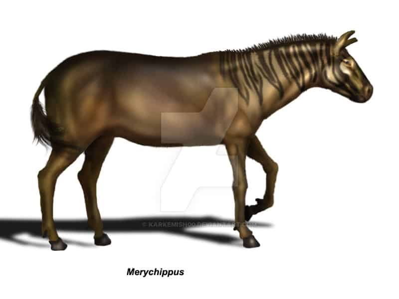Merychippus Facts And Pictures Merychippus Facts And Pictures