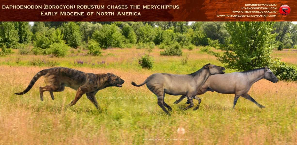 Merychippus Facts And Pictures Merychippus Facts And Pictures