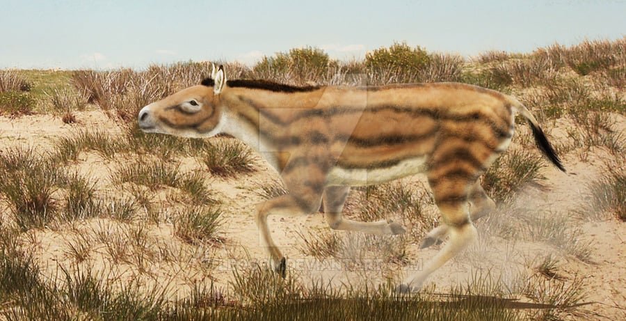 Merychippus Facts And Pictures Merychippus Facts And Pictures