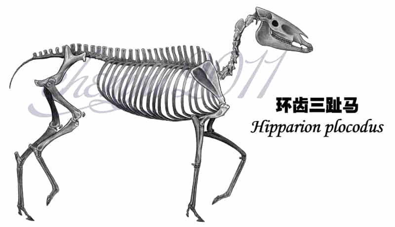 Hipparion by Chen Yu