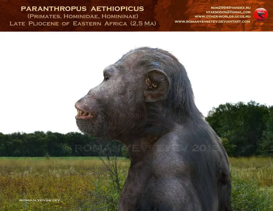 Paranthropus by Roman Yevseyev
