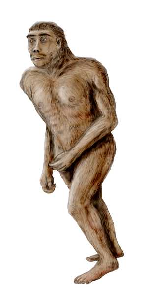 Australopithecus by Nobu Tamura