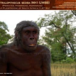 1142_australopithecus_roman_yevseyev