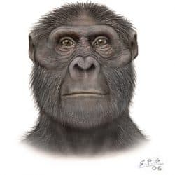 1145_australopithecus_sergio_perez