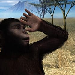 1146_australopithecus_scott_livingston