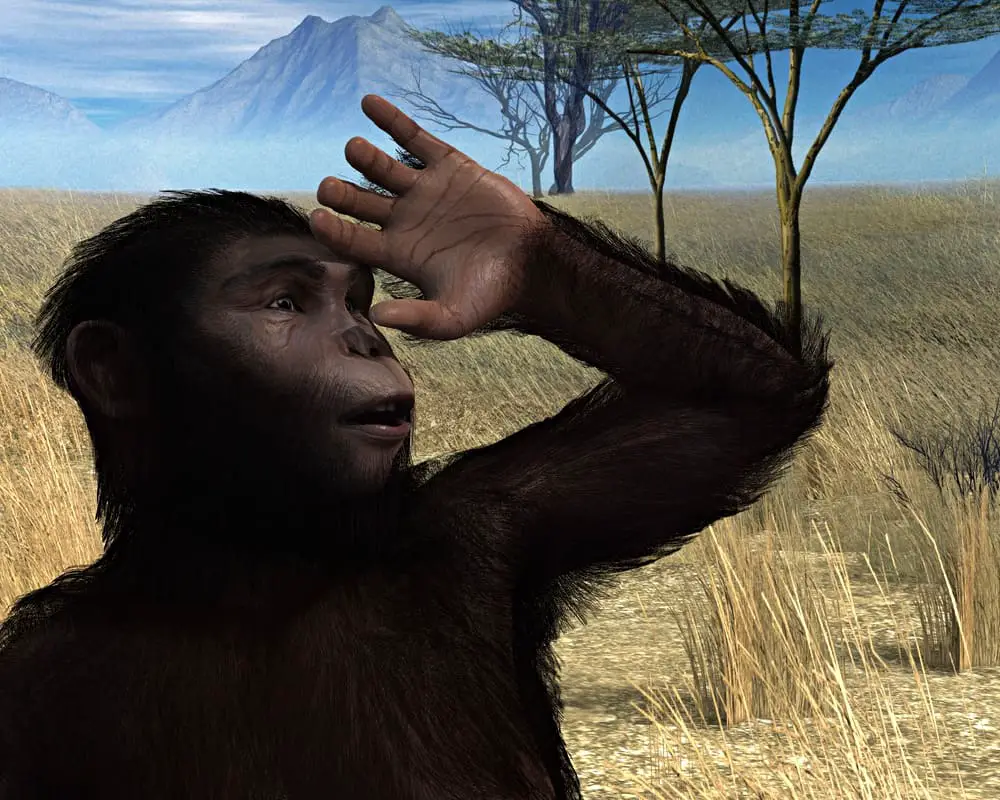 Australopithecus by Scott Livingston