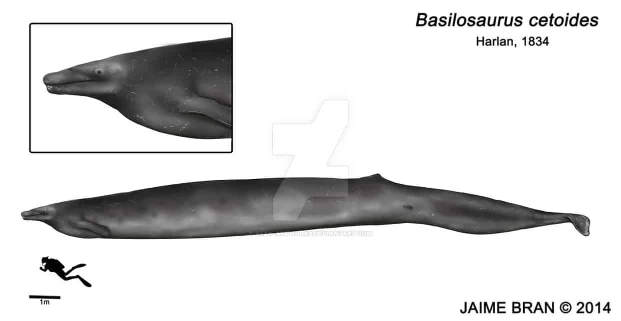 Basilosaurus by Jaime Bran