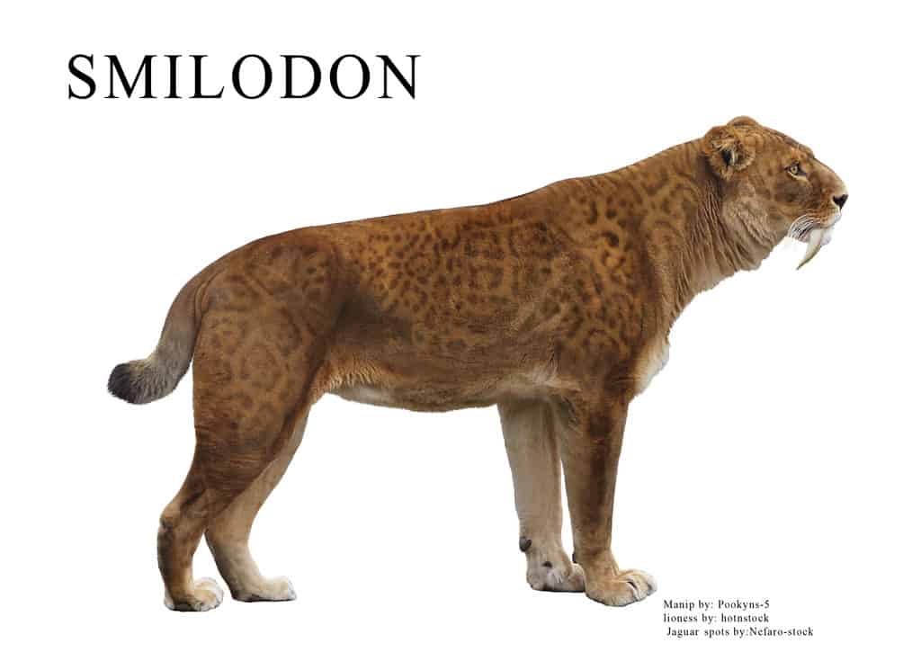 Smilodon by pookyhorse