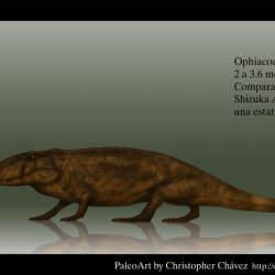 1291_ophiacodon_christopher