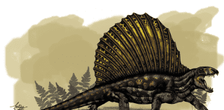 Dimetrodon Dinosaur