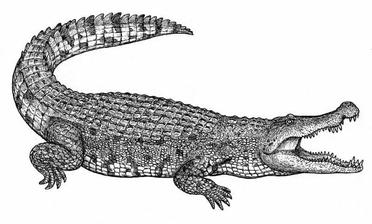 Diplocaulus, deinosuchus, titanoboa, kaprosuchus, Sarcosuchus