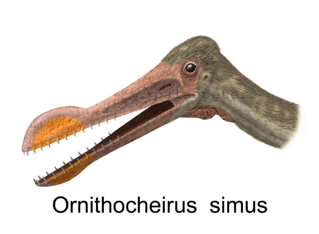 Ornithocheirus by Peter Montgomery