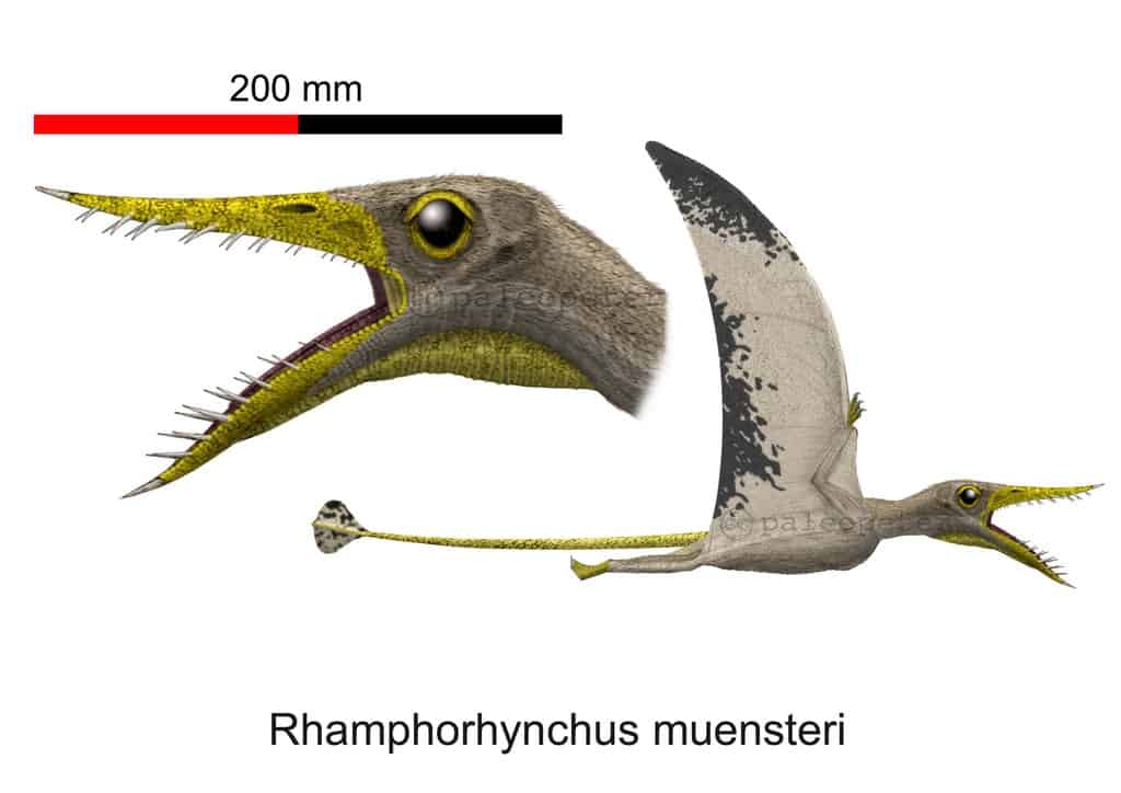 Rhamphorhynchus by Peter Montgomery