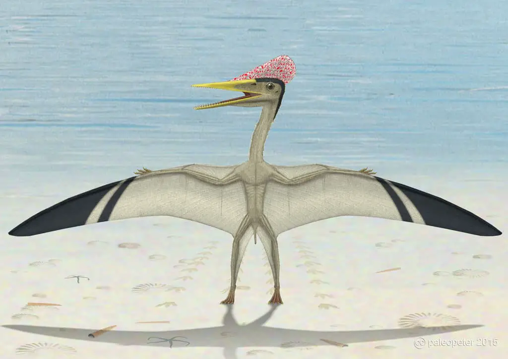 Pterodactylus by Peter Montgomery