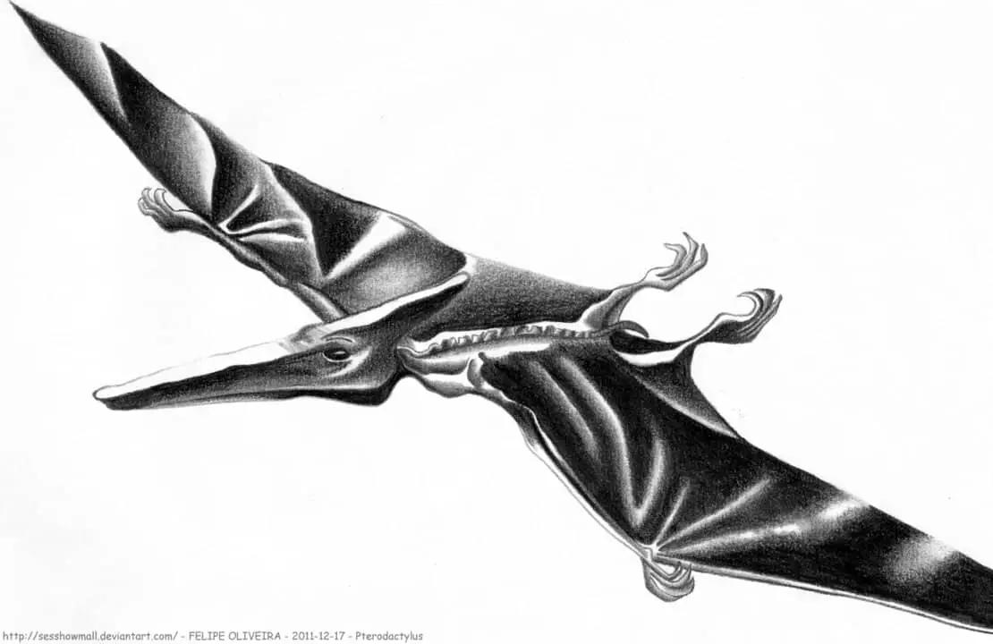 Pterodactylus by Felipe Oliveira