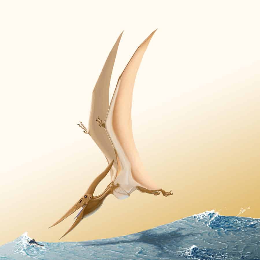 Pteranodon by Gonzalo Jara