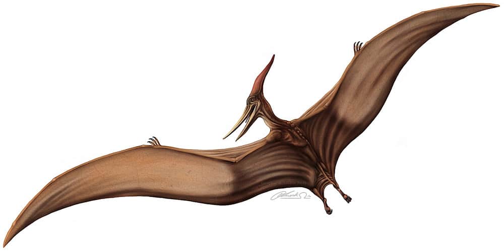 Pteranodon by Leitplankenmonster