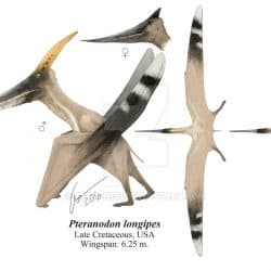 1616_pteranodon_gabriel