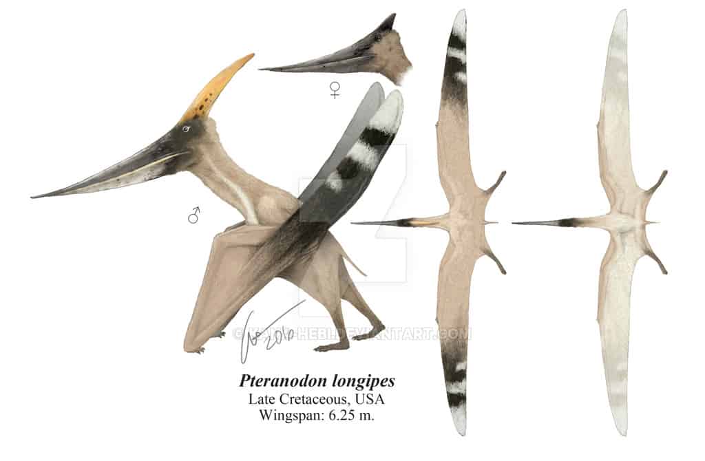 Pteranodon by Gabriel